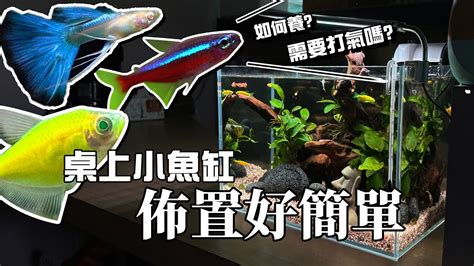 家中養魚|新手養魚第一缸!馬上上手!魚缸佈置好簡單